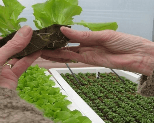 the hydroponic production process